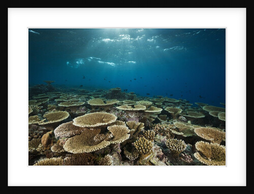 Table Corals (Acropora) by Anonymous