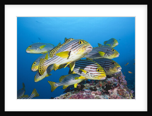 Oriental Sweetlips (Plectorhinchus vittatus) by Anonymous