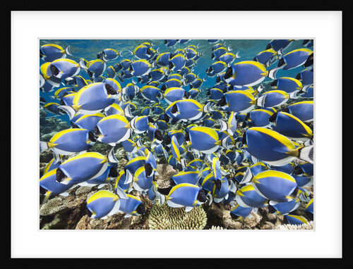 Powder Blue Tang (Acanthurus leucosternon) by Anonymous