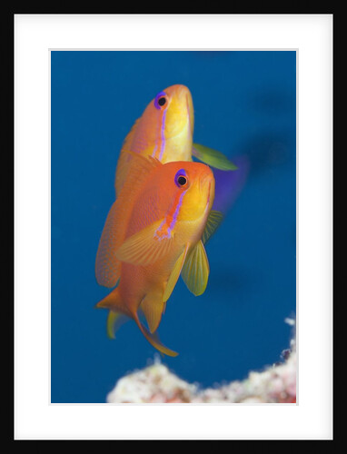 Lyretail Anthias (Pseudanthias squamipinnis) by Anonymous