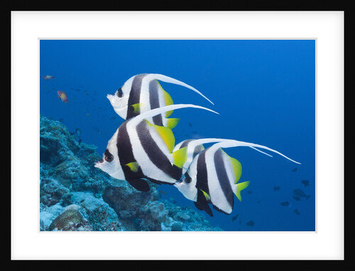 Pennant Bannerfish (Heniochus diphreutes) by Anonymous