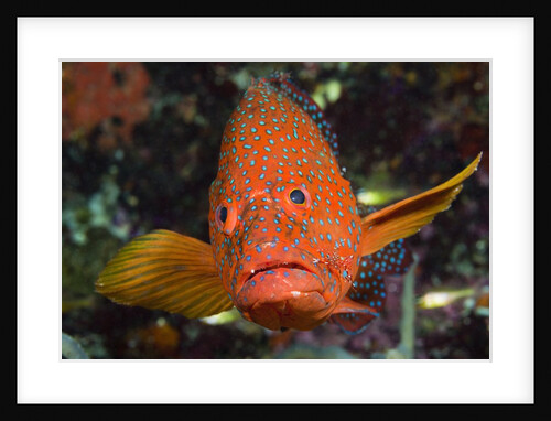 Coral Hind or Grouper (Cephalopholis miniata) by Anonymous