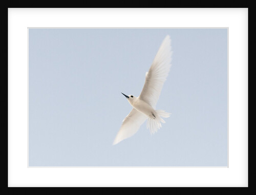 Common white-tern (Gygis alba) by Anonymous