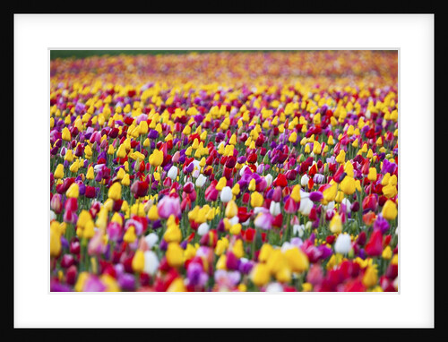 Tulip fields, Wooden Shoe Tulip Farm, Woodburn Oregon, United States by Anonymous