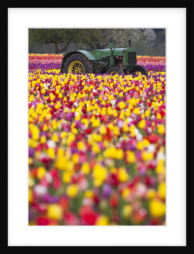 Tulip fields, Wooden Shoe Tulip Farm, Woodburn Oregon, United States by Anonymous