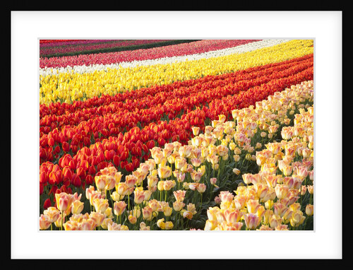 Tulip fields, Wooden Shoe Tulip Farm, Woodburn Oregon, United States by Anonymous