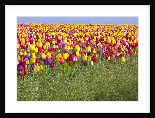 Tulip fields, Wooden Shoe Tulip Farm, Woodburn Oregon, United States by Anonymous