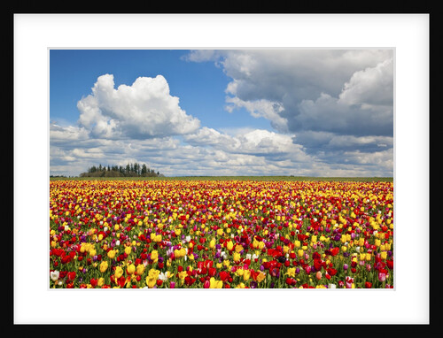 Tulip fields, Wooden Shoe Tulip Farm, Woodburn Oregon, United States by Anonymous