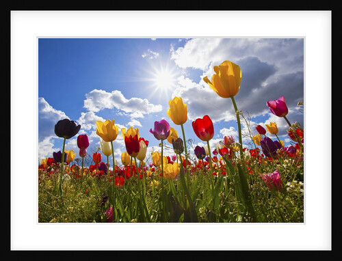 Tulip fields, Wooden Shoe Tulip Farm, Woodburn Oregon, United States by Anonymous