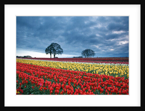 Sunrise over tulip field, Wooden Shoe Tulip Farm, Woodburn, Oregon by Anonymous