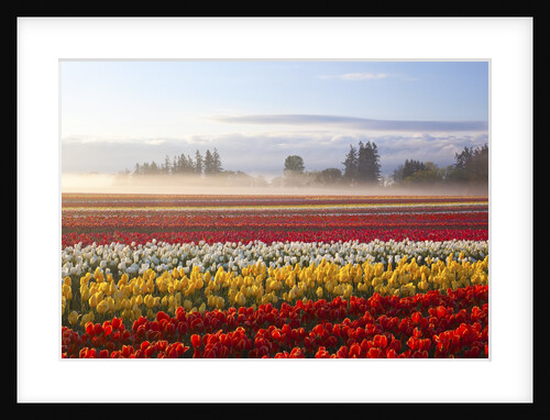 Sunrise over tulip field, Wooden Shoe Tulip Farm, Woodburn, Oregon by Anonymous