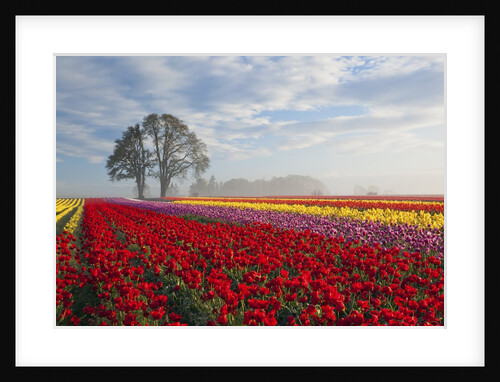 Sunrise over tulip field, Wooden Shoe Tulip Farm, Woodburn, Oregon by Anonymous