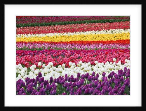 Tulip fields, Wooden Shoe Tulip Farm, Woodburn Oregon, United States by Anonymous