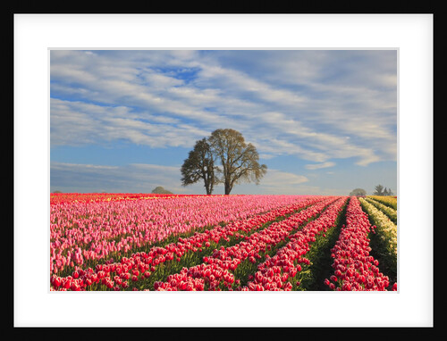 Sunrise over tulip field, Wooden Shoe Tulip Farm, Woodburn, Oregon by Anonymous