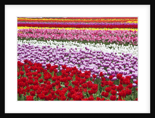 Tulip fields, Wooden Shoe Tulip Farm, Woodburn Oregon, United States by Anonymous