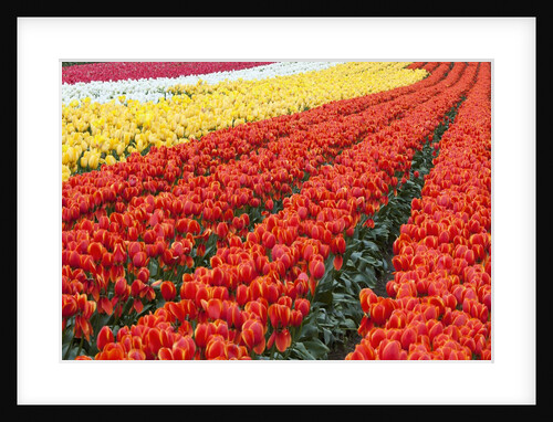 Tulip fields, Wooden Shoe Tulip Farm, Woodburn Oregon, United States by Anonymous