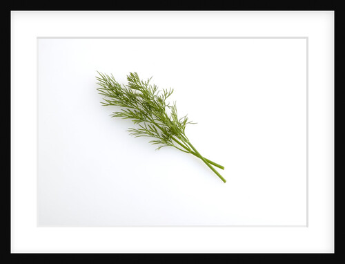 Dill by Anonymous