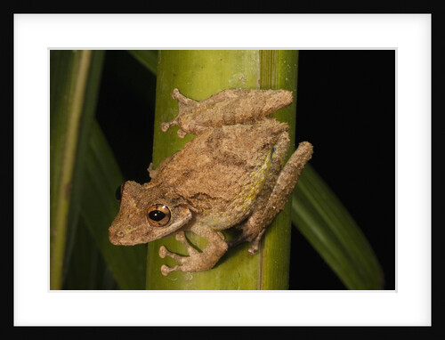 Frog (Scinax boulengeri) by Anonymous
