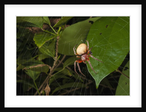 Spider (Eryophora sp.) female by Anonymous
