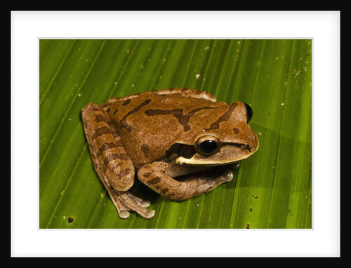 Frog (Smilisca phaeota) by Anonymous