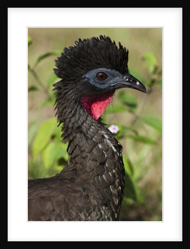 Crested Guan (Penelope purpurascens) by Anonymous