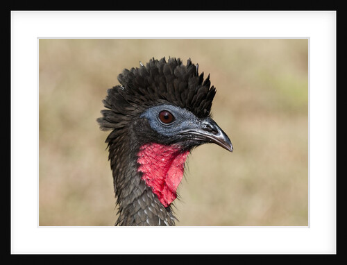 Crested Guan (Penelope purpurascens) by Anonymous