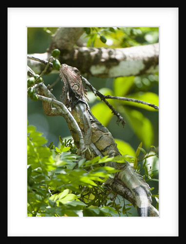 Green Iguana (Iguana iguana) by Anonymous