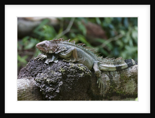 Green Iguana (Iguana iguana) by Anonymous