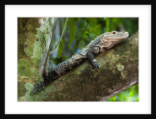 Black iguana (Ctenosaura similis) by Anonymous
