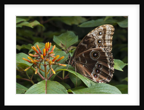 Peleides Blue Morpho (Morpho peleides limpida) by Anonymous