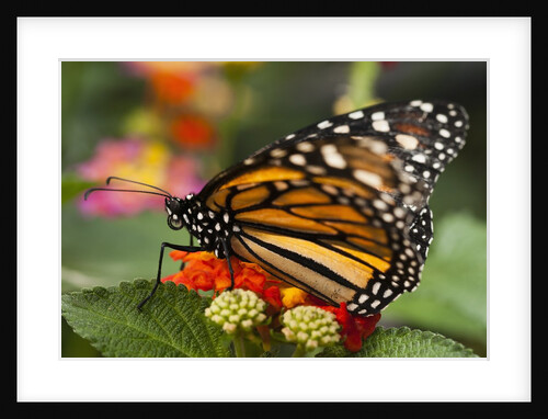Monarch butterfly (Danaus plexippus) by Anonymous