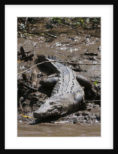 American Crocodile (Crocodylus acutus) by Anonymous