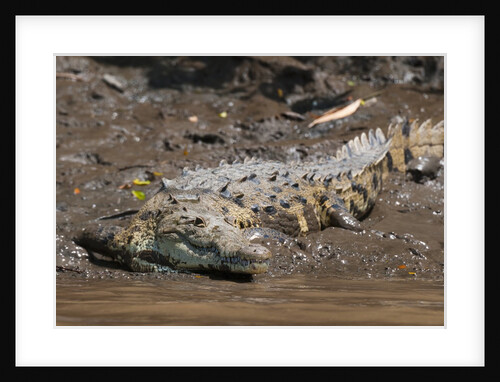 American Crocodile (Crocodylus acutus) by Anonymous