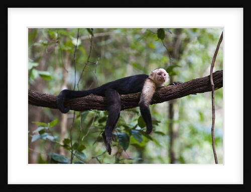 White-faced Capuchin monkey (Cebus capucinus) by Anonymous