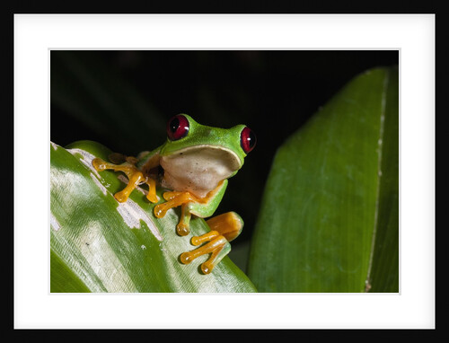 Red-eyed tree frog (Agalychnis callidryas) by Anonymous