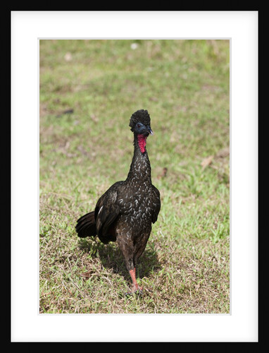 Crested Guan (Penelope purpurascens) by Anonymous