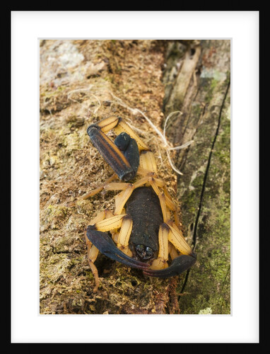 Scorpion (Centruroides bicolor) by Anonymous