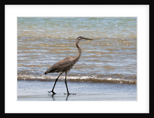 Great blue heron (Ardea herodias) by Anonymous
