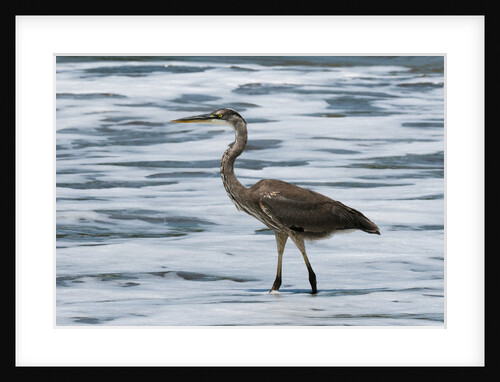 Great blue heron (Ardea herodias) by Anonymous