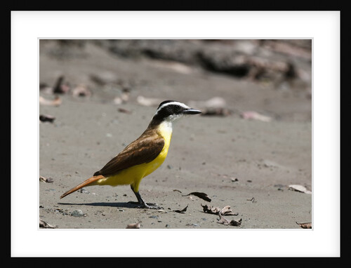 Great kiskadee (Pitangus sulphuratus) by Anonymous