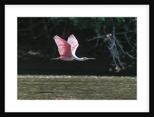 Roseate Spoonbill (Platalea ajaja) by Anonymous