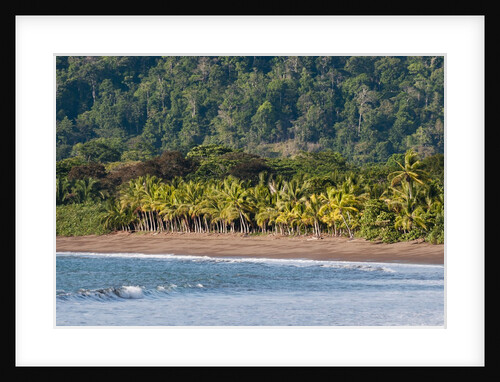 Osa peninsula, Costa Rica. by Anonymous