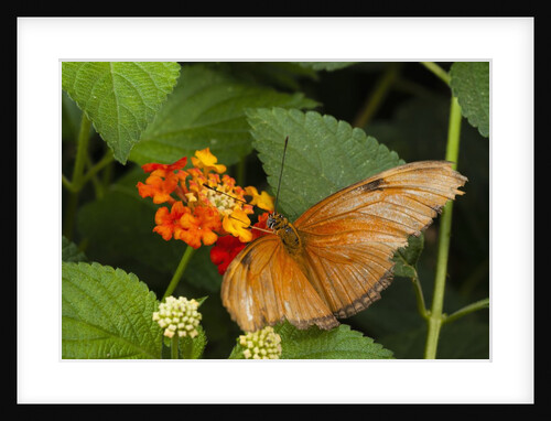 La Paz Waterfall Gardens by Anonymous