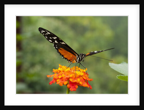 Tiger Longwing butterfly (Heliconius hecale zuleika) by Anonymous