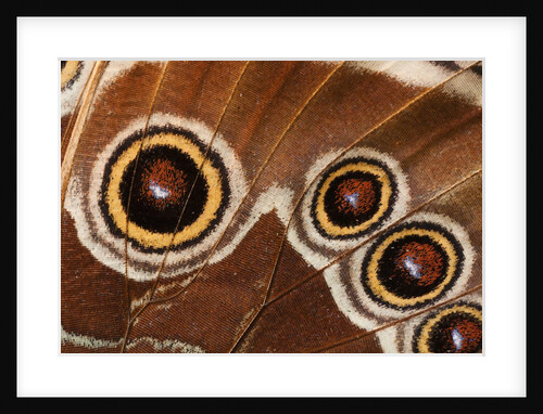 Ocelli of Peleides Blue Morpho (Morpho peleides limpida) by Anonymous