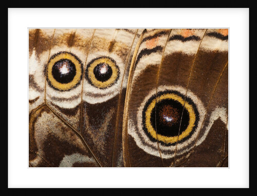 Ocelli of Peleides Blue Morpho (Morpho peleides limpida) by Anonymous