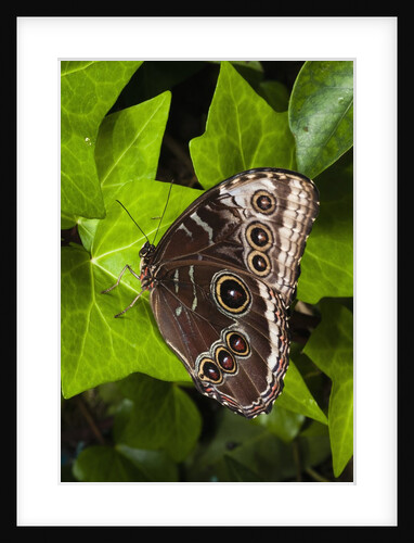 Peleides Blue Morpho (Morpho peleides limpida) by Anonymous
