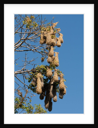 Oropendola nests hanging from tree by Anonymous