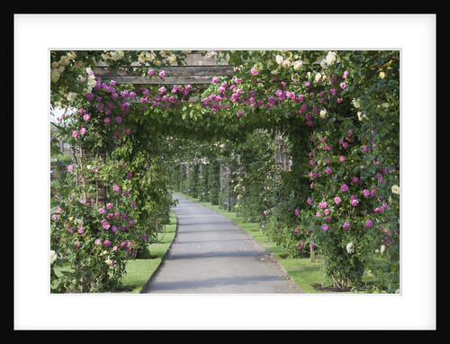 Arbor of roses by Anonymous