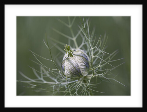 Nigella seed head by Anonymous